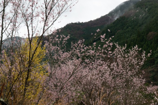 大栃山－釈迦ヶ岳－黒岳 春爛漫の笛吹桃源郷と御坂山地の山々を巡る | 週末は山を目指す