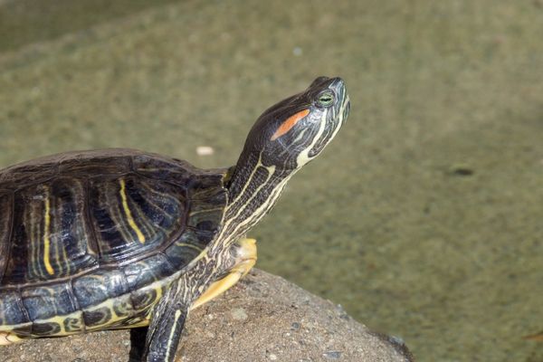 2024年最新】福岡県の亀頭増大術おすすめのクリニック10選｜マイナビクリニックナビ