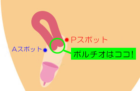 ポルチオってどこにあるの？場所や開発するメリットについて解説