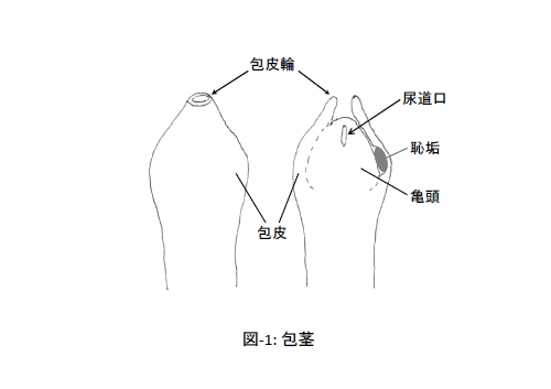 剥くと皮が余るのは気持ち悪い！