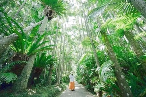 あしかがフラワーパーク】一年中楽しめる花と光の楽園！ - まっぷるウェブ