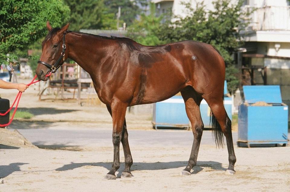 【新馬戦ダイジェスト】ジュンゴールド・ウールデュボヌールほか | 8月19日～20日（新潟・小倉・札幌） |