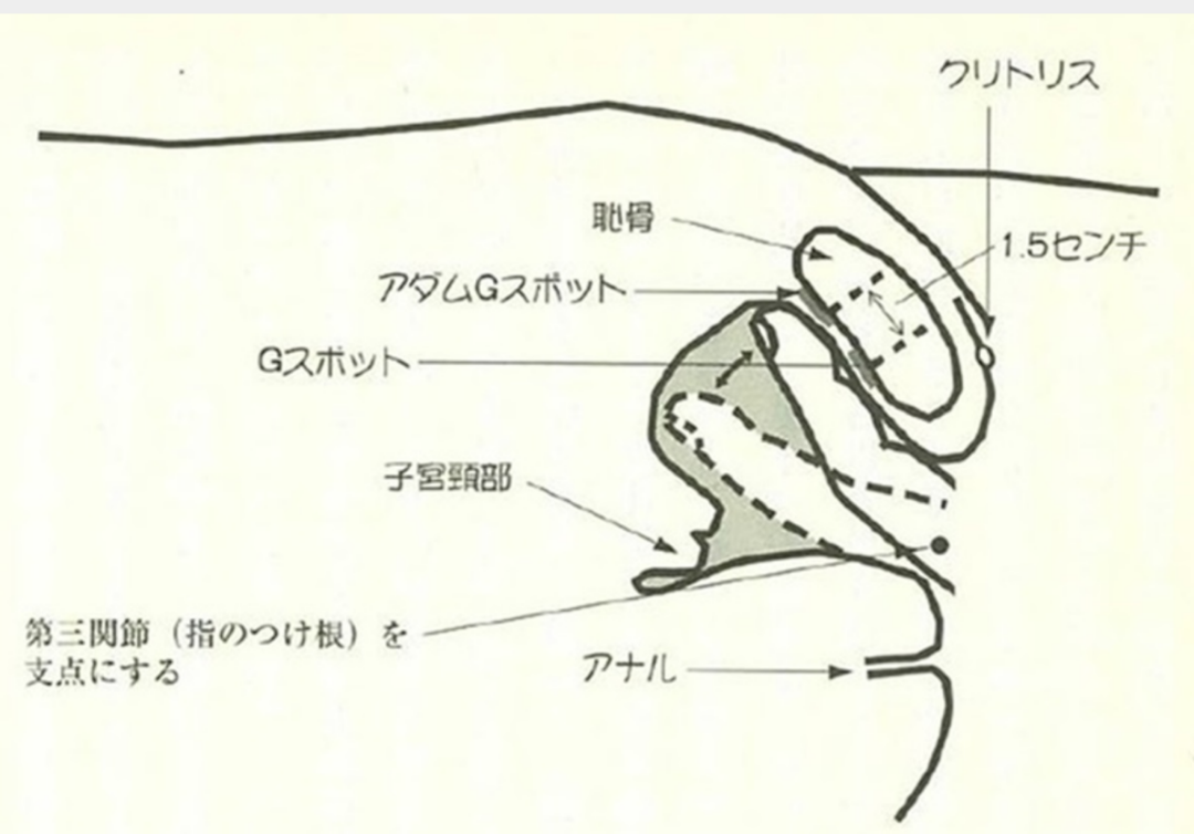 ヤリチンが解説】なかなか気持ちよくなれないGスポットを開発する方法2！開発できればヤバイ快感が！ | Trip-Partner[トリップパートナー]