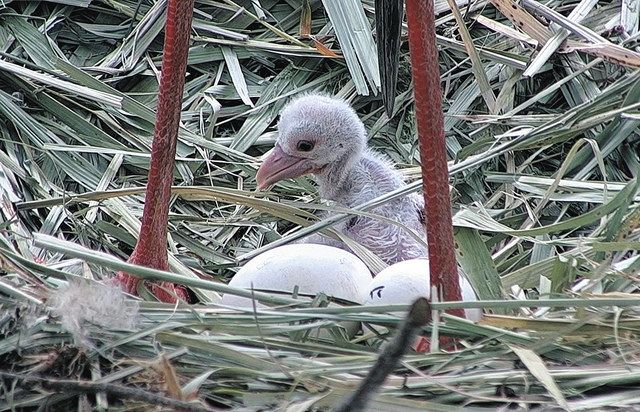 郷土愛を育む 鳥取県ふるさと雛 | 人形のたいら