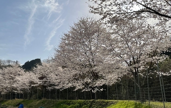 早めの梅開花 名張市・杉谷神社で | 【伊賀タウン情報