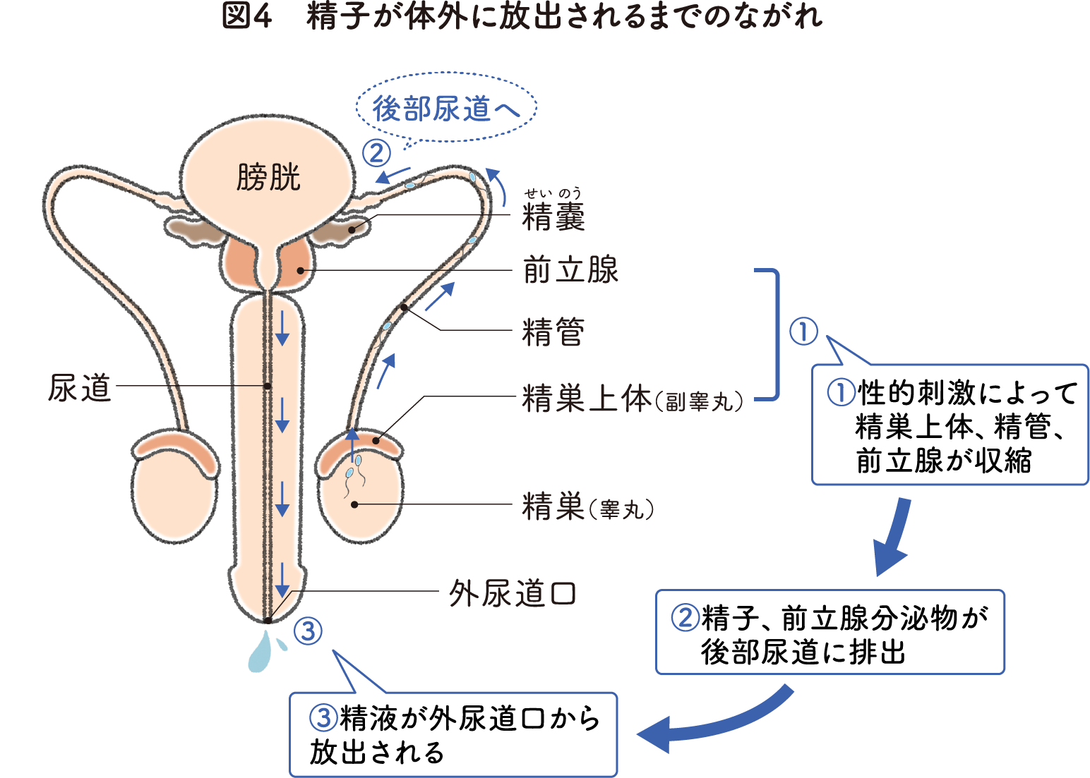 第五回 精子について教えてください –