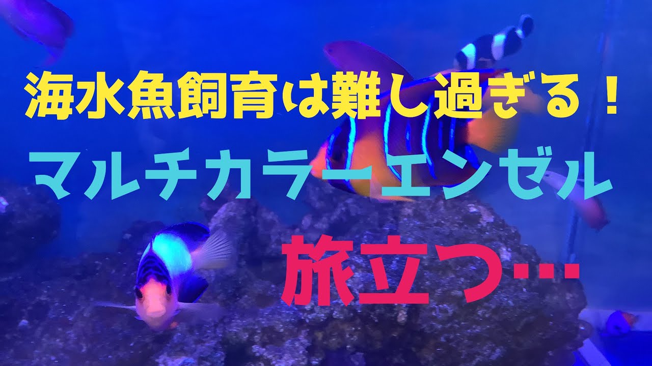 KBO マルチカラーピグミーエンゼル: 海水魚｜カミハタビジネスオンライン