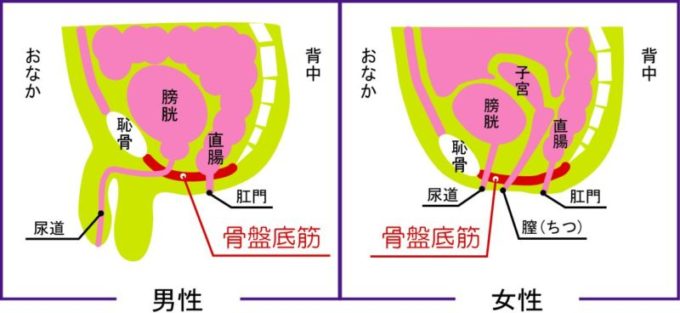 初めてのアナル開発】綿棒オナニーをやってみた！！ | ドライオーガズム研究部