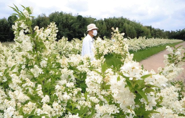 ある日の前菜】 落花生摺流し マッシュルーム達磨 穴子煮凝り 銀杏雲丹巻