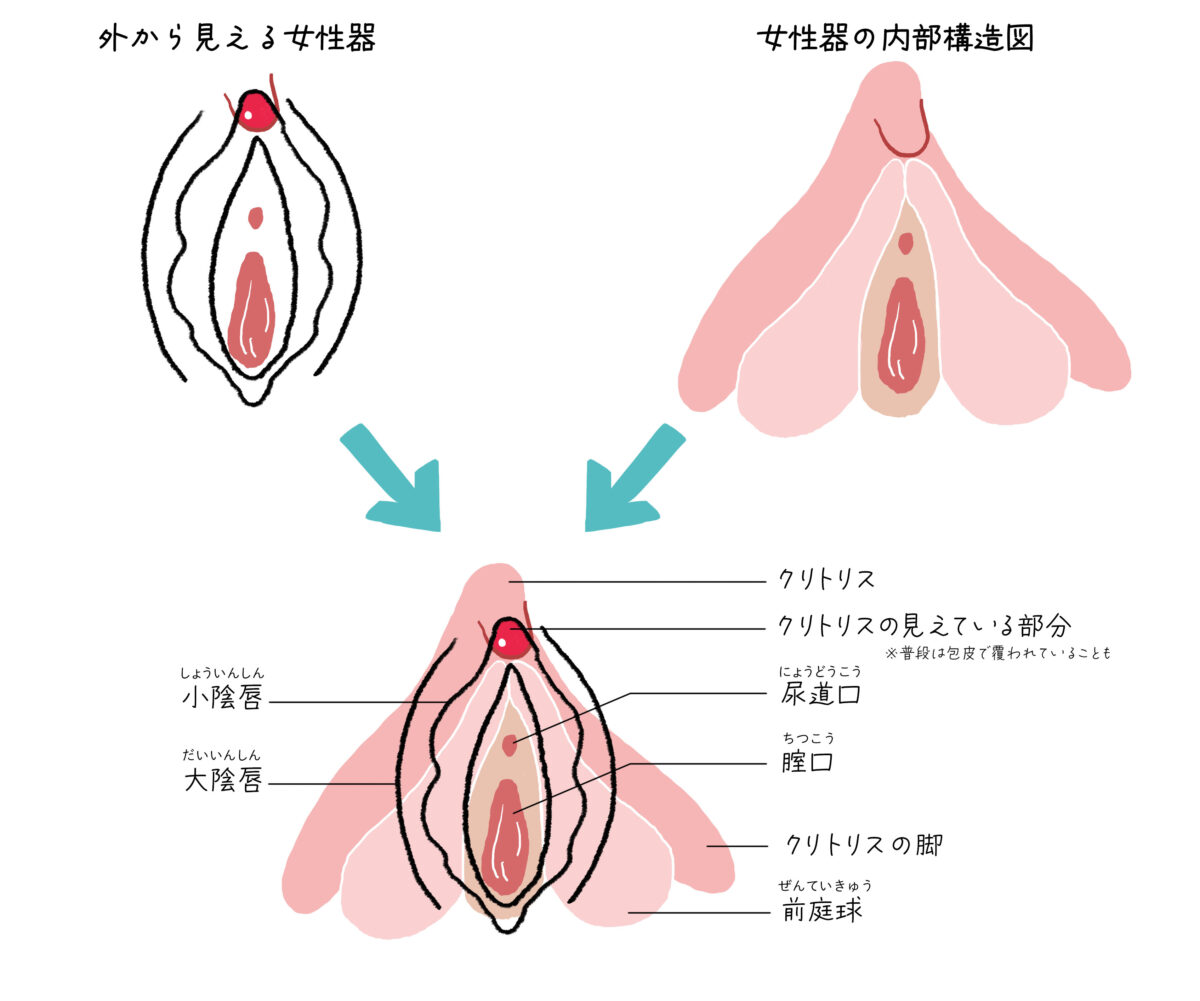 男性は、女性は全員イケると思ってる⁉️ 女性の2人に1人はイケないんです。 . でも、『イク方法』はひとつではありません。