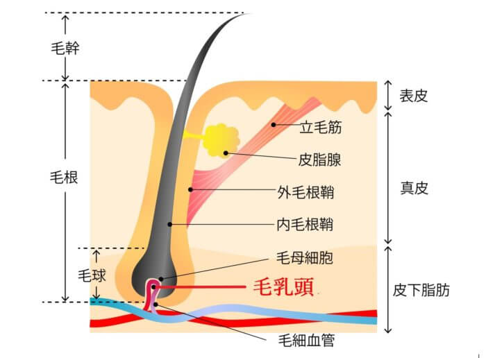 髭の毛抜き処理の危険性とNGの理由 | メンズスキンクリニック銀座院