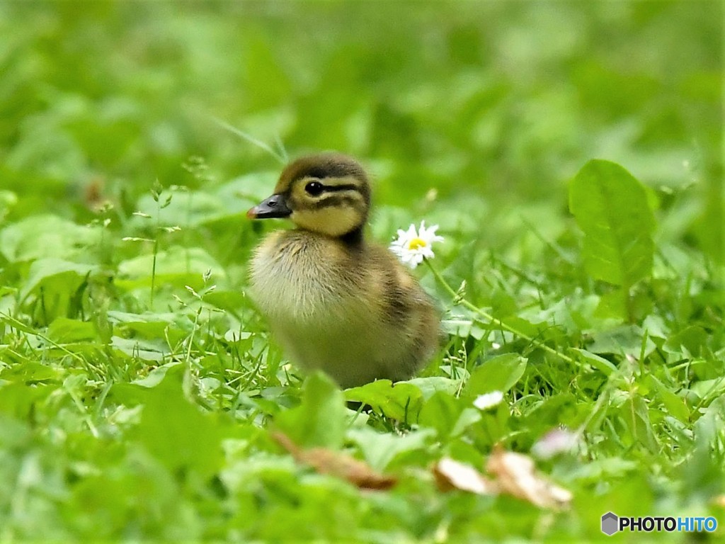 森の楽校：鳥の声を聴こう」開催！バードコールづくりをしました – 滝野日記