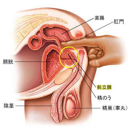 前立腺マッサージに特化したM性感｜池袋駅西口｜出張型・デリバリー｜M性感・痴女風俗 ｜アイ美療 手コキ風俗店のお知らせ｜手コキ風俗情報