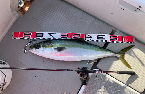 近郊釣査・・・青物釣れました！！ | かめや釣具