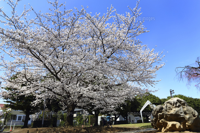 サクラレジデンス北浦和(埼玉県さいたま市浦和区の賃貸マンション)の賃料・間取り・空室情報 |  【髙松エステート】賃貸物件空室情報｜T-NAVI首都圏・九州版