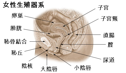 まんこの平均サイズと綺麗な大きさの基準【男性の本音】 | セクテクサイト