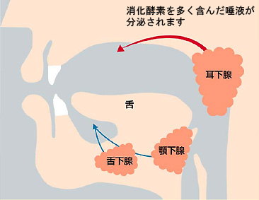 唾液の働き｜大杉歯科医院｜寝屋川市萱島の歯医者(歯科口腔外科)をお探しなら当院へ