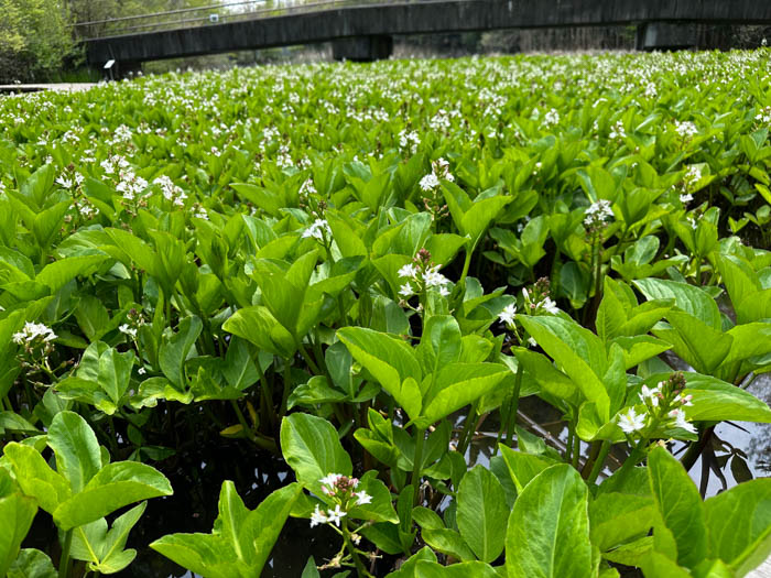 ジャスミン花茶 – fuacha～花茶果茶専門店～