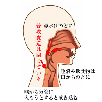 犬に絶対NGな『水の与え方』5選 間違った行為が愛犬の健康に害を及ぼすことも (2024年6月27日) -