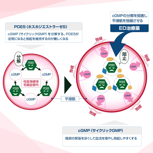 バリフ（レビトラジェネリック）の口コミ・レビュー｜オオサカ堂