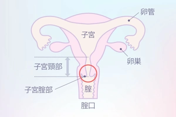 女性の性感帯教本 | WOMAN出版, WOMAN出版 |