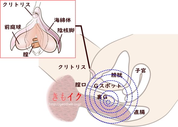 女性はセックスが好き？」をアンケート調査！400人に聞いた性事情 |【公式】ユナイテッドクリニック