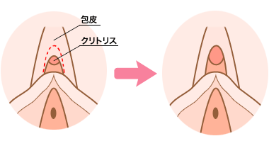 ちゃんと知りたい、女性の生殖器の解剖学 | インテグロ株式会社