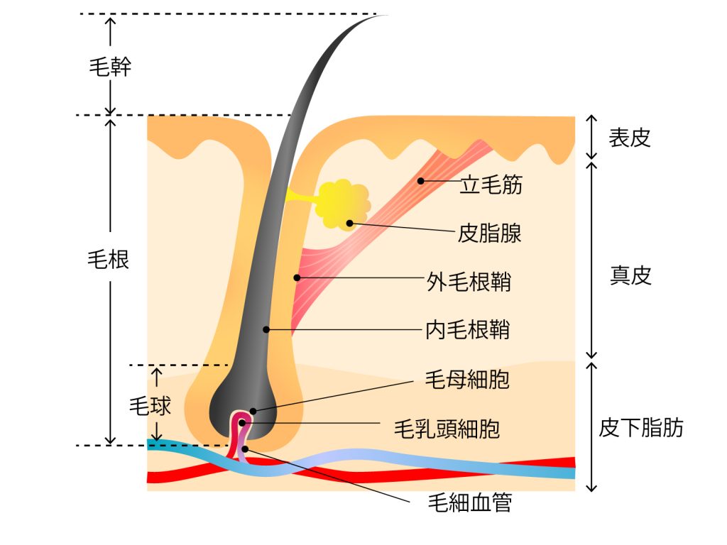 気にしすぎ？ 青髭の原因と対策・治し方や女性からの印象について解説します | アーバンライフ東京