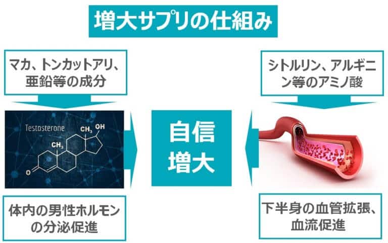 女性に好かれる上反りペニスとは？上向きペニスとの違いやトレーニング方法など | ザヘルプM