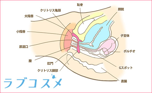 体外式ポルチオのやり方！腹イキの為の開発方法 - 夜の保健室