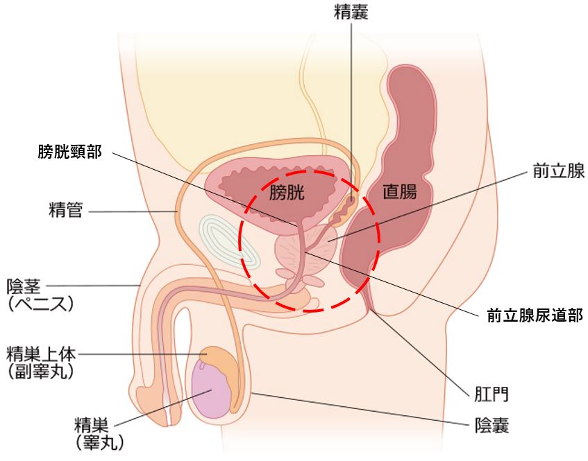 種付け男の娘 射精専用マゾビッチ無限昇天 佐藤あいり