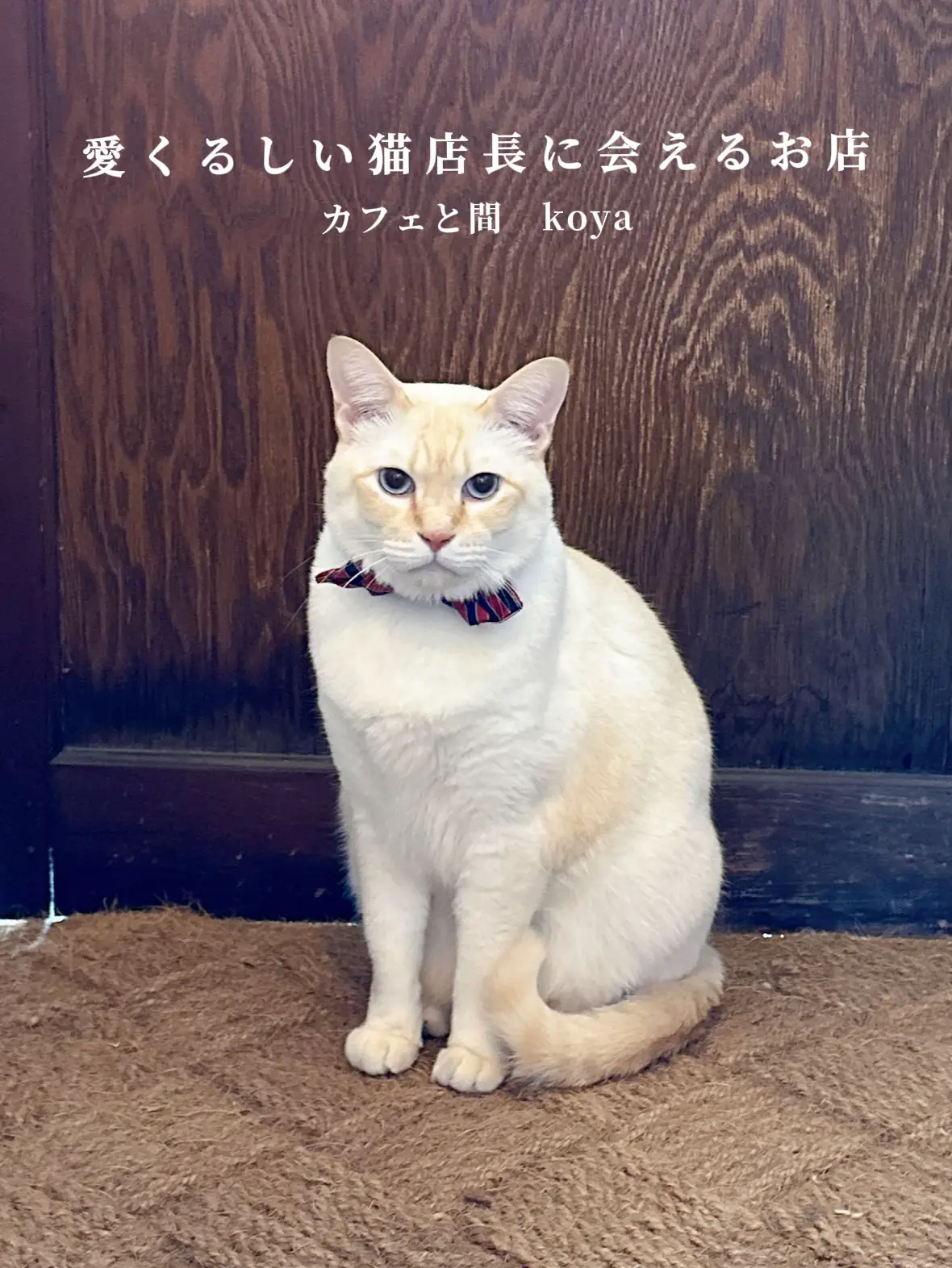 #こねこカフェサンクチュアリ #ごましおちゃん #岐阜県 #各務原市