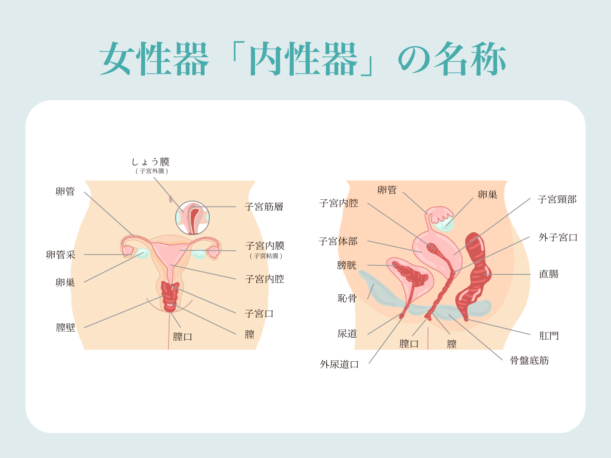 女性器のビラビラが大きい？大きさの平均や大きくなる原因を解説！｜神奈川の美容整形・美容外科はeクリニック 横浜みなとみらい院