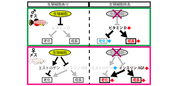 逆バニーおっパブ 乳首ビンビンになるまで神乳揉みまくり敏感感じ過ぎて本番できちゃった僕 | 人気知名度NO.1！アダルトビデオ最強のAV メーカー【MOODYZ(ムーディーズ)】公式サイト