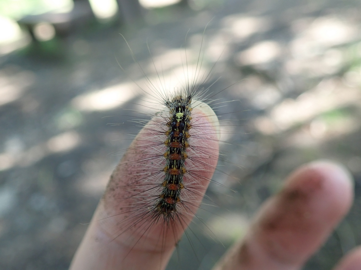 カツオブシムシの駆除方法！今後の発生を予防するポイントも解説