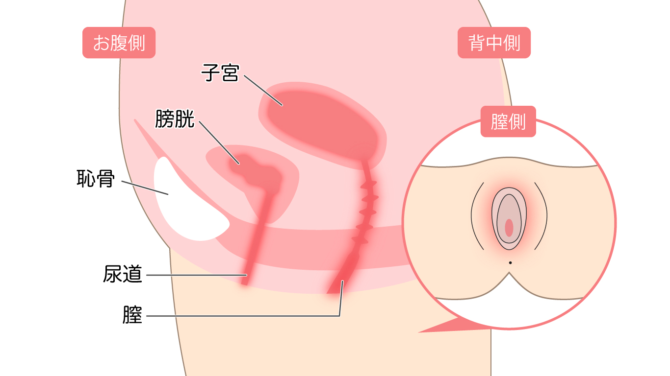 これって正常？異常？おりものの量や色ニオイの違い｜サラサーティ｜小林製薬