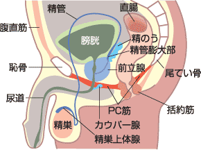 アダム徳永公式オンラインショップ / 【配信版】VOL.8 あなたが開発するオトコの性感帯