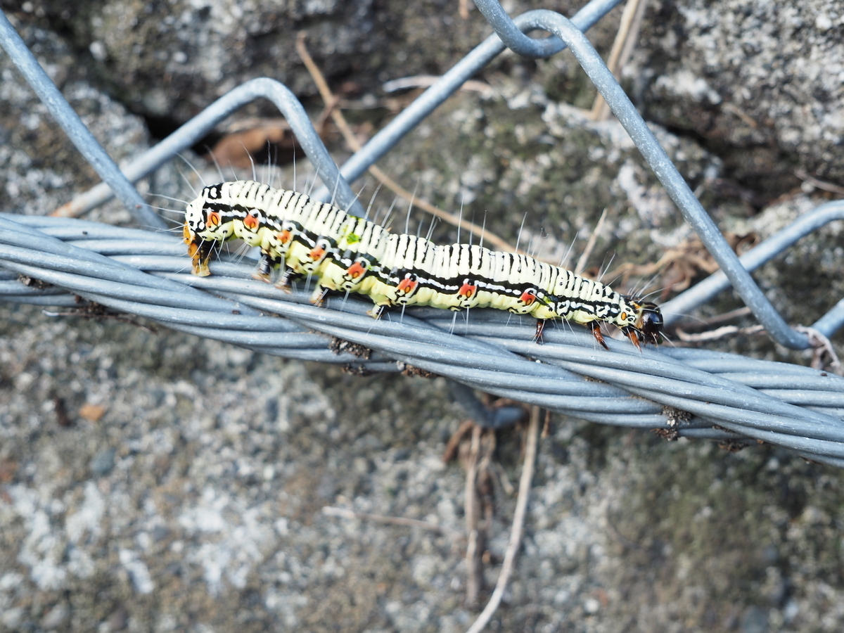 ˆoˆ 園庭のむしずかん ««« 草の間にいる、タワシみたいな、ふわふわな、毛虫 |