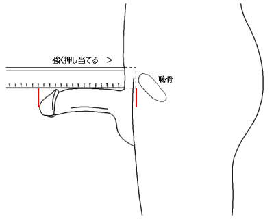 ヒトの陰茎のサイズ - Wikipedia