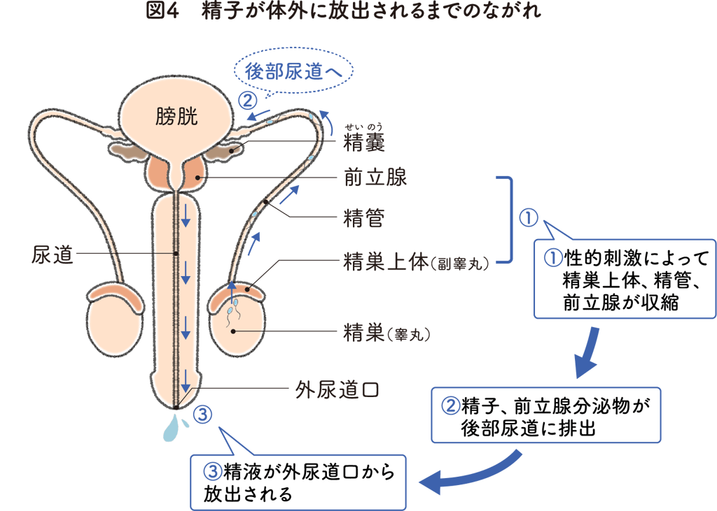 マウスの精子の運動性 ～違いを生み出すX染色体～ 1｜かわいせーざん@基礎研究っておもしろい！ 生物編