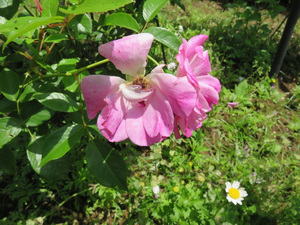 令和5年5月24日 東松戸ゆいの花公園｜松戸市