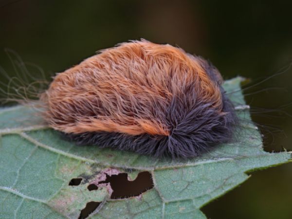 緑と黒の大きな毛虫フクラスズメ。毒はないものの攻撃的な幼虫。 - 蓼食う虫も好き好き