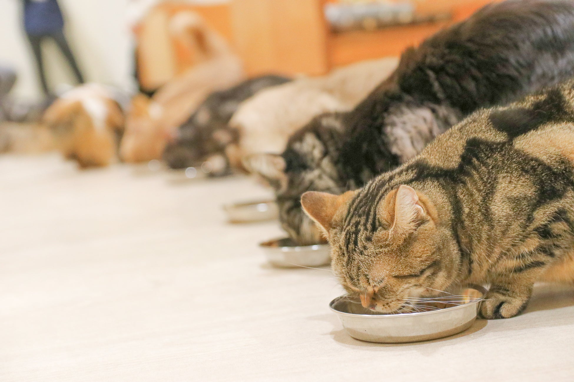 ソマリくん【一宮店】 - 子犬・子猫をお探しならペットショッププチマリア｜愛知・岐阜・三重・静岡・東京・神奈川（横浜）・埼玉のペットショップ |