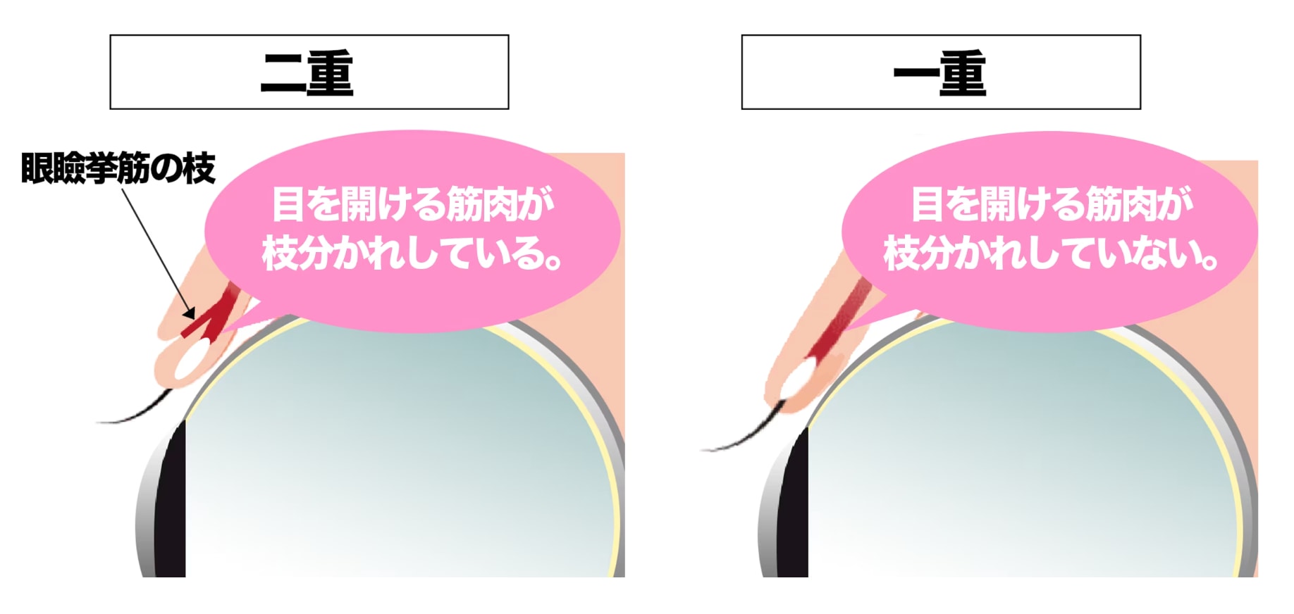 強揉みマッサージは逆効果？マッサージ指圧師が解説 – 所沢 肩こり腰痛マッサージ鍼灸院 –