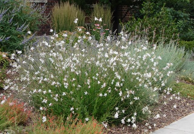 ガウラの育て方 地植えで楽しむ！摘芯、剪定、切り戻し - YouTube