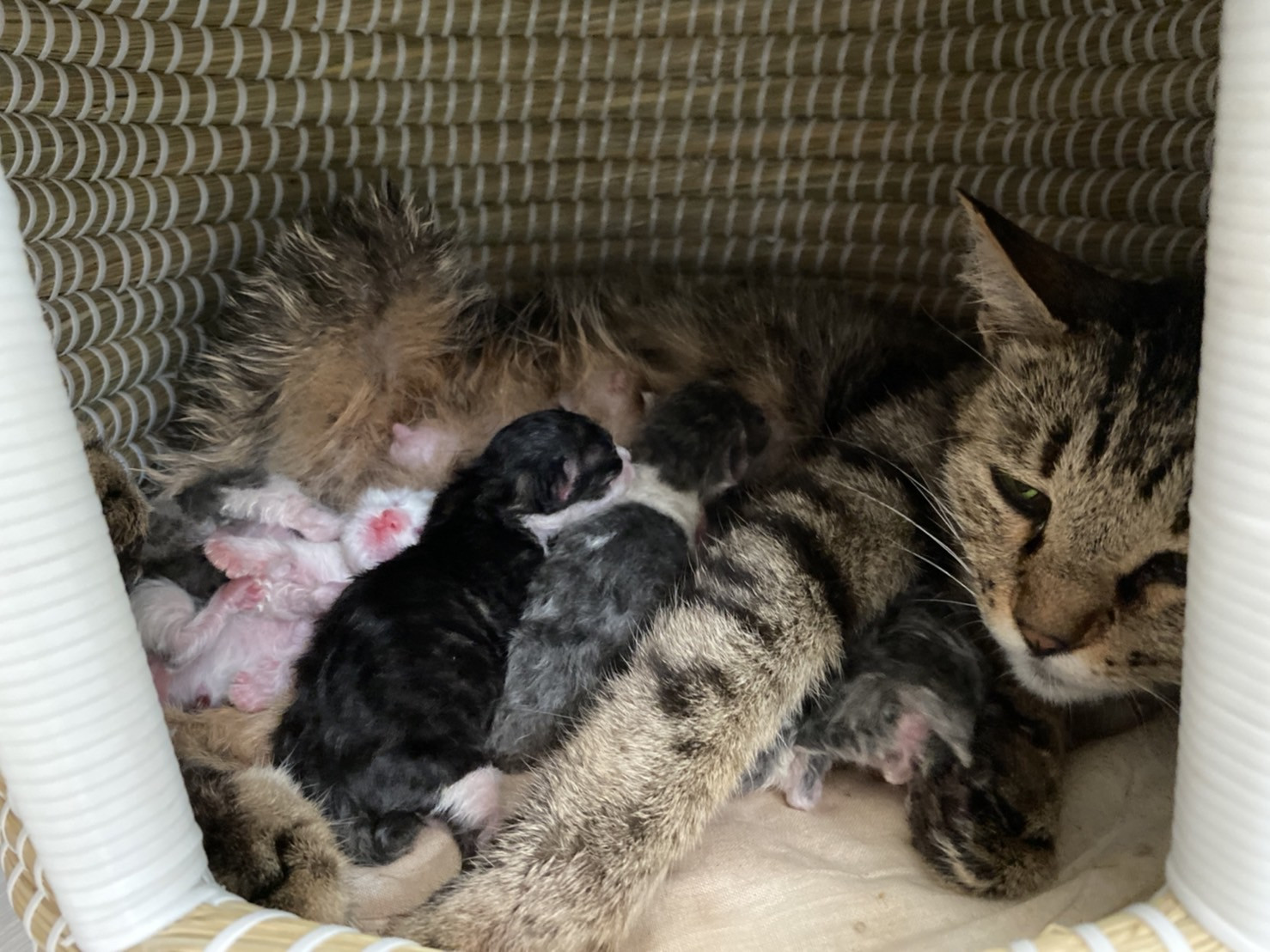 犬猫動物に愛の手を展が始まりました。 | 龍からの贈り物