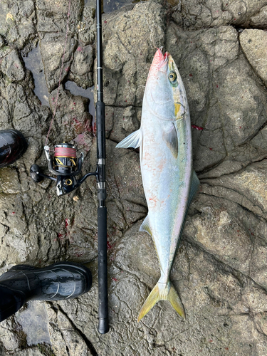 青物は無難に釣れる👌 - 佐世保バカ釣りブログ