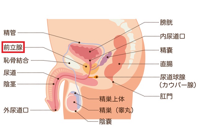 在籍嬢一覧-西船橋快楽Ｍ性感倶楽部～前立腺マッサージ専門～(船橋・西船橋/デリヘル) | アサ芸風俗