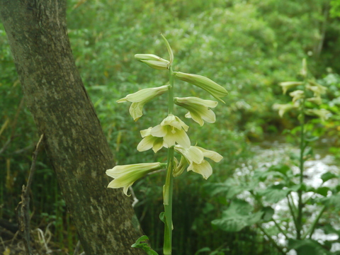 ウバユリ | Cardiocrinum