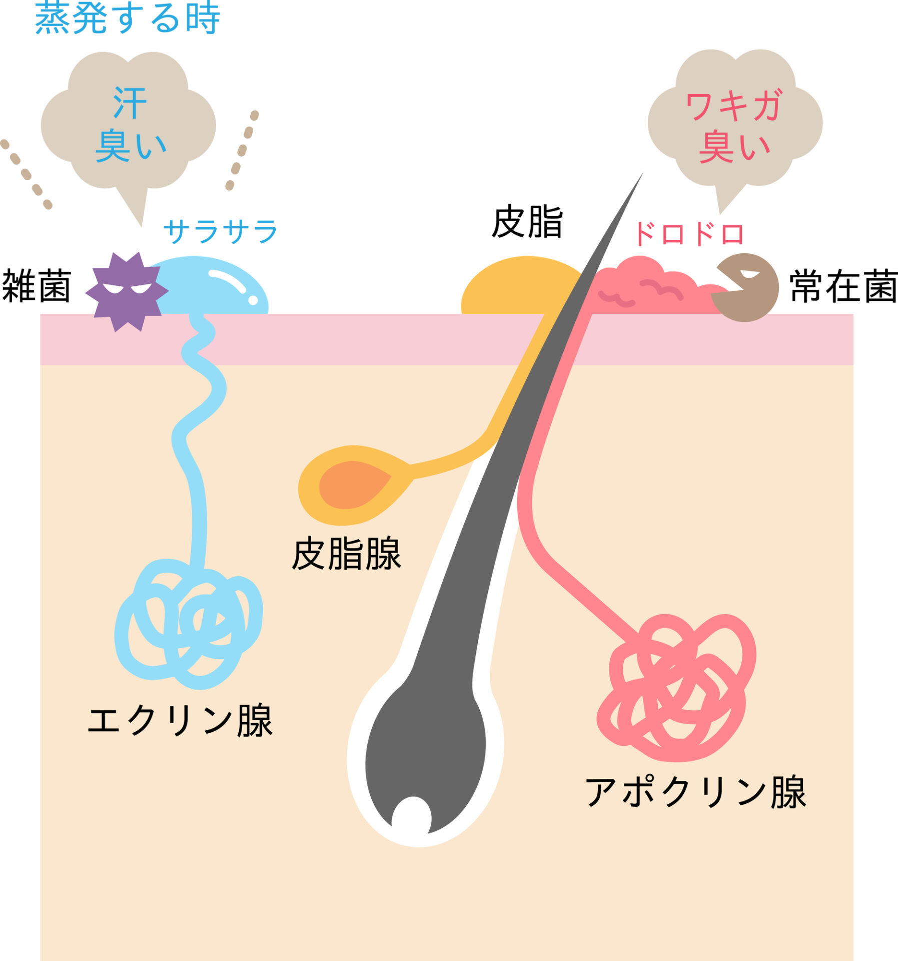 【女性器の臭い】あそこ（デリケートゾーン）のにおいの原因＆解決方法を医師が解説